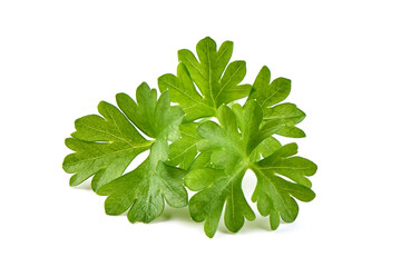 Fresh organic parsley, isolated on a white background.