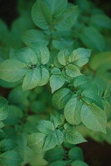 potato leaves 