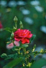 red rose in garden
