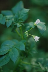 potato bloom
