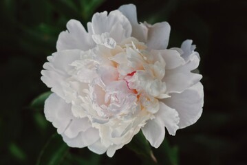 white peony flower