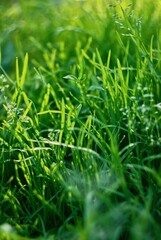 green grass background