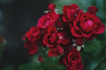 bunch of roses