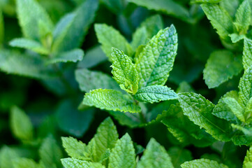 Green fresh mint plant. Growing spices and herbs for cooking and cosmetology.