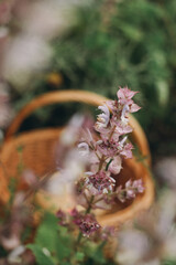 clary sage bush and straw basket