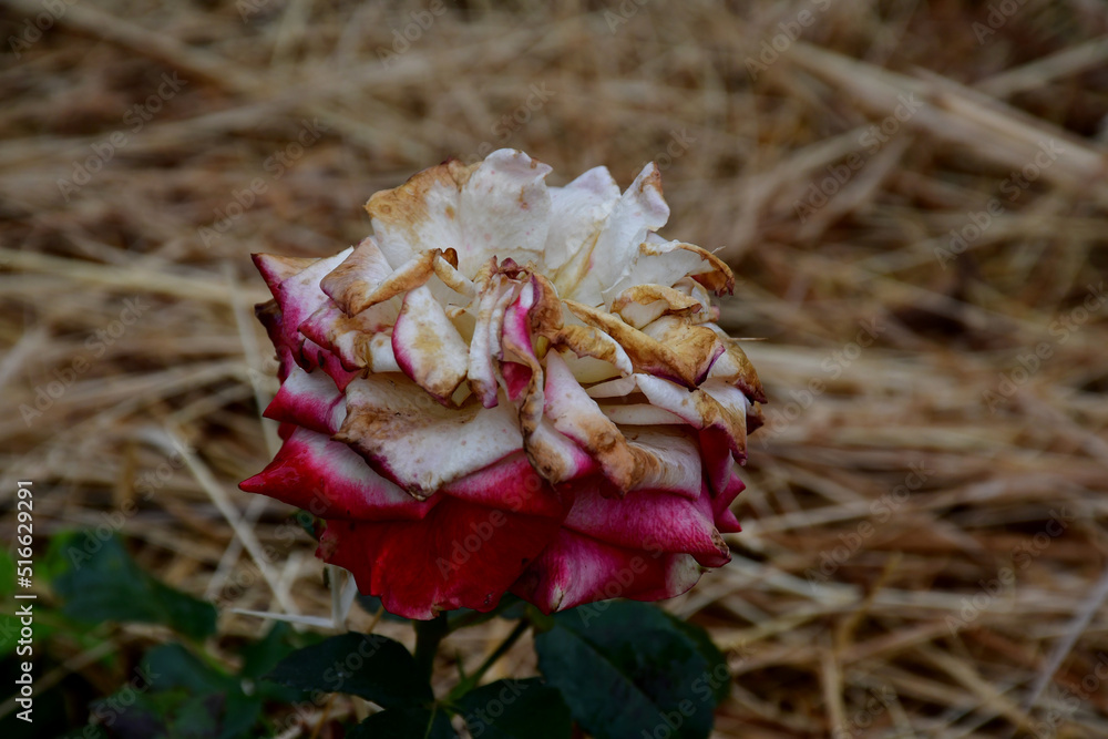 Wall mural a fading rose flower in natural conditions on a blurred background of dry yellowed straw. completion
