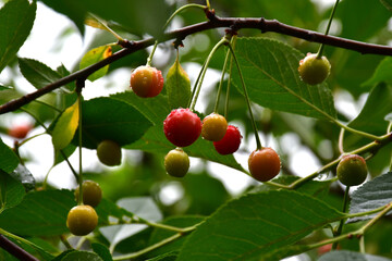 Cherry branches with green leaves and ripening berries of varying degrees of maturity and color in natural conditions in the garden after rain. Amateur organic gardening