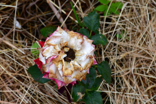 A fading rose flower in natural conditions on a blurred background of dry yellowed straw. Completion of flowering. Natural texture and defects of the petals without processing and retouching