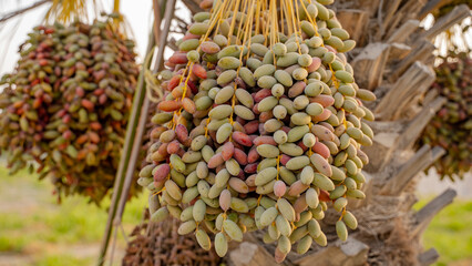 Date palm branches with ripe dates. Saudi arabian dates farm.