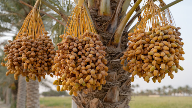 Date palm branches with ripe dates. Saudi arabian dates farm.