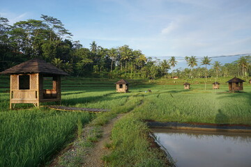 Green rice fields plantation for agricultural concept. Beautiful view of Countryside. 