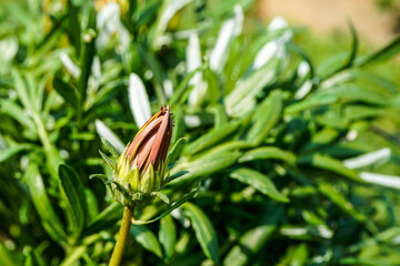 Gazania daisy before it has bloomed, growing in an outdoor garden.