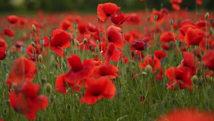 Camera moves between the flowers of red poppies. Poppy as a remembrance symbol and commemoration of the victims of World War. Flying over a flowering opium field on sunset. Camera moves backward.