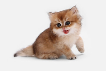 British longhair kitten on white background with green leaves. Golden chinchilla highlander. Cute fluffy kitten . Pets at cozy home. Top view web banner. Funny adorable pets cats. Postcard concept.