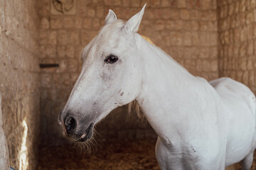 Obraz na płótnie Canvas Close up of horses in stables.