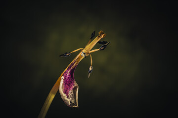 Still life flowers- background art