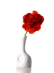 One red tulip in a white vase isolated on a white background. Copy space