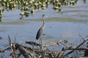 heron standing next to a lake