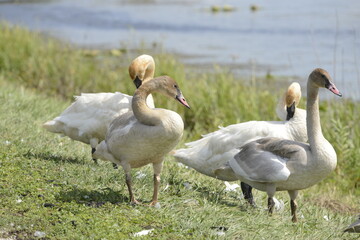 flock of swans standing on grass next to a lake