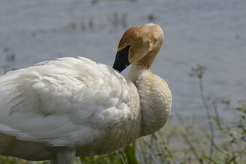 swan preening itself next to a lake