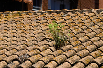 Roof built with Moorish or Arab tiles on which a Sedum sediforme has grown