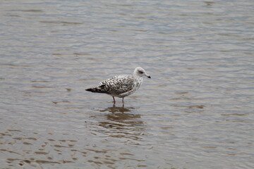 A beautiful image of a wild seagull bird on the coast at Crosby Beach. This photo was taken when the tide was out.