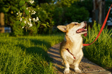 Naklejka na ściany i meble Red Welsh Corgi Pembroke dog standing on the path in a park and looking at the owner