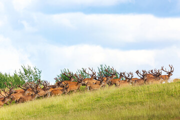 Naklejka na ściany i meble Red deer group running in summer. Summer landscape with herd of deer. Cervus Elaphus. Natural habitat.