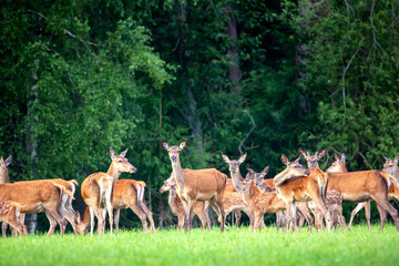 Naklejka na ściany i meble Red deer group in summer. Summer landscape with herd of deer. Cervus Elaphus. Natural habitat.