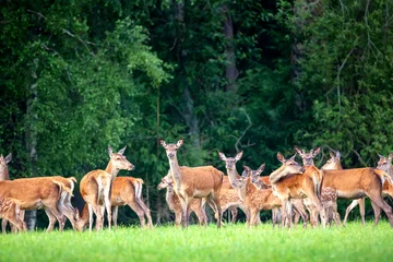 Fototapeten Red deer group in summer. Summer landscape with herd of deer. Cervus Elaphus. Natural habitat. © Nikolay N. Antonov