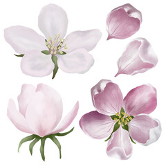 Fototapeta na wymiar Delicate boho blossom flower set. Apple flowers botanical illustration. Spring or summer decoration floral bohemian design.