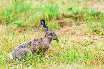 Wild european hare eating leaf. Lepus Europaeus