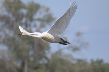 swan flying in the sky in front of trees