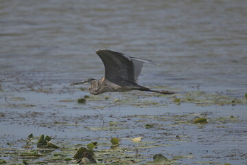 Fototapeta premium heron flying over a lake