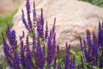 Fototapeta na wymiar Blooming lavender in a flower bed. There is a large stone in the background. High quality photo