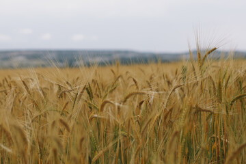 Close up of wheat ears, field of wheat in a summer day. Harvesting period