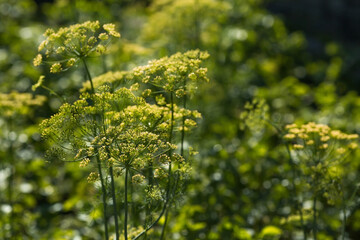 Dill (Anethum graveolens) grows in the garden. Background with a dill umbrella close-up. A garden plant. Fragrant di.