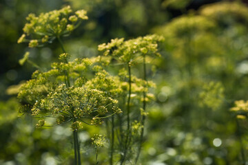 Dill (Anethum graveolens) grows in the garden. Background with a dill umbrella close-up. A garden plant. Fragrant di.