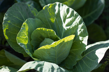 Cabbage, organic vegetable garden without chemicals. Cabbage leaves are tied into a head. Close-up....