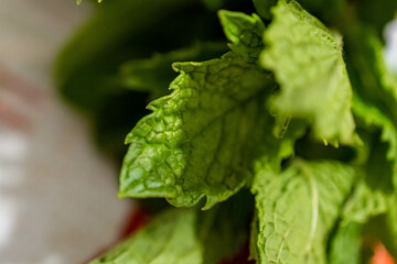 fern leaf with water drops