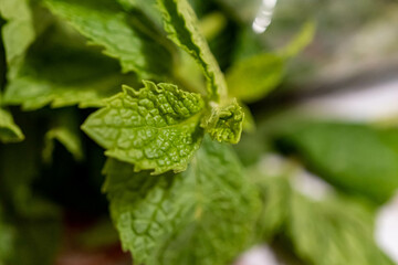 fern leaf with water drops