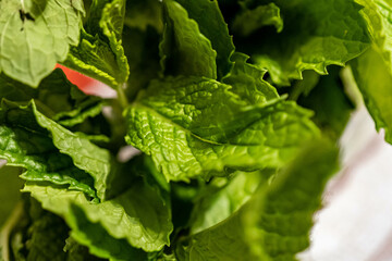 fern leaf with water drops