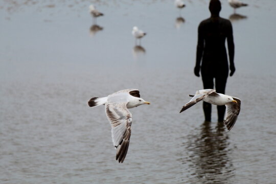 A wonderful and beautiful image of a wild seagull flying over the beach when the tide is out