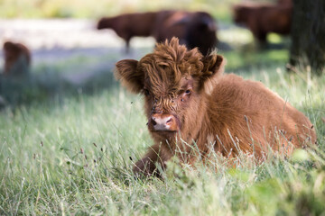 Closeup of Scottish highlander calf laying in the grass during daytime in the summer. Broekpolder...