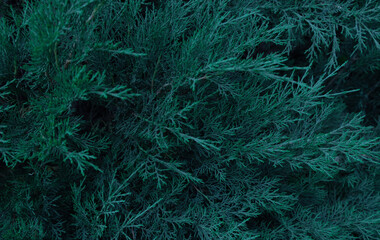 Creative layout made of green leaves. Flat lay. Nature background