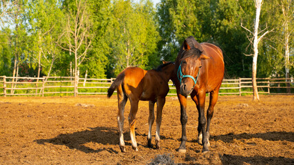 Horse and foal on a summer day