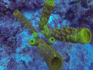 Koralle in San Andres, Kolumbien