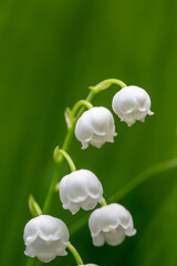 Blooming white lilies of the valley with raindrops in springtime macro photography. Garden May bells buds with water drops summertime close-up photo. 