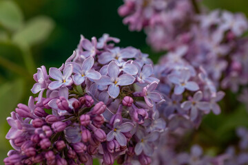 A branch of blooming purple lilac flower on a green background in a spring sunny day macro photography. Small violet sirynga vulgaris flowers on a branch of a flowering plant close-up photo.