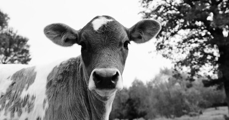 Alert young calf being funny and curious on Texas farm.